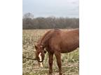 Bell red roan quarter pony