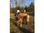 Haflinger mare Rides and pulls cart.