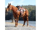 Online Auction - [url removed] - Gentle, Safe & Dependable Trail Riding
