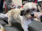 Adopt Calypso a Miniature Schnauzer, Shih Tzu