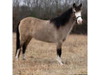 Online Auction - [url removed] - Gorgeous Gentle & Safe Buckskin Mini Pony - She