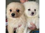 Pomeranian Puppy for sale in Punta Gorda, FL, USA