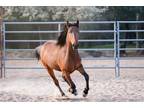JACKSON- Gelding/Bay/Mustang (Nevada) - Project/Ready for Training