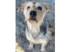 Adopt Juliet (and Romeo) a Border Terrier