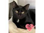 Adopt Rona a Domestic Short Hair