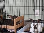 Adopt Phoenix and Montolio a Bunny Rabbit