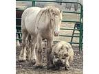 Smokey Black Pearl Mini Gypsy Vanner Stallion Prospect