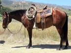 11 Year Old 14.2 Hand Bay Gelding **Video**