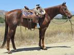 13year Old 15.3 Hand Chestnut Gelding **Video**