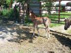 Chestnut Welsh Pony Colt