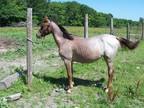 Lovely Welsh filly