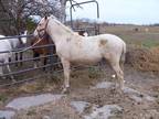 Section B Welsh Pony Gelding