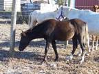 Smokey Black Welsh Pony Gelding