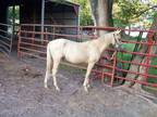 Welsh Pony Gelding