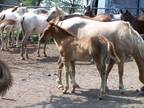 Chestnut Welsh Pony Gelding