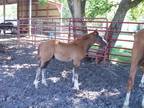 Chestnut Welsh Colt