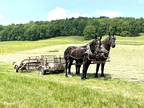 Percheron mare team for sale MUST SEE !!
