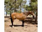 16 hands, registered, buckskin