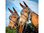Experienced Mule Team for sale RIDE & DRIVE