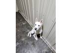 Adopt Frost a Husky, Terrier