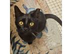 Adopt Missy a Domestic Short Hair, American Shorthair