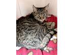 Adopt Arwen a Domestic Short Hair