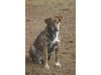 Adopt Princess a Cattle Dog