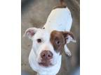 Adopt York a Pit Bull Terrier