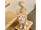Adopt The Orange Grove of Kittens(only 2 left) a Domestic Short Hair