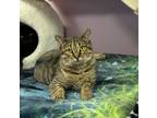 Adopt Candace a Domestic Short Hair