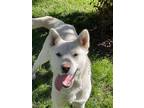 Adopt Jemma a Jindo