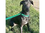 Adopt Figgy a Great Dane, Black Labrador Retriever