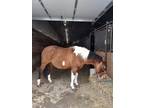 APHA Reining Cow Horse