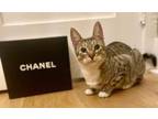 Adopt Chanel a Domestic Short Hair