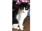 Adopt Markie a Domestic Short Hair