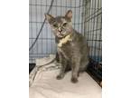 Adopt Greybird a Domestic Short Hair