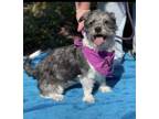 Adopt Piper a Terrier, Mixed Breed
