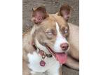 Adopt Nala Girl a Pit Bull Terrier, Husky