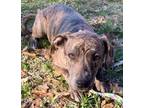 Adopt Ainsley a Catahoula Leopard Dog, Black Mouth Cur