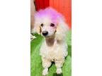 Adopt Alma a Miniature Poodle