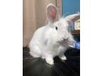 Adopt Patsy a Lionhead