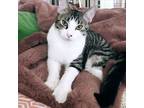 Adopt Sammie a Domestic Short Hair, Tabby