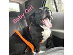 Adopt BABY GIRL a Labrador Retriever, Basset Hound