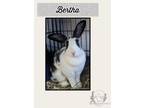 Adopt Bertha a Flemish Giant