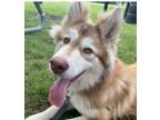 Adopt Coco a Siberian Husky, Husky