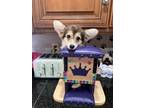 Adopt Sage a Pembroke Welsh Corgi