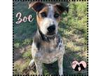 Adopt Zoe a Australian Cattle Dog / Blue Heeler