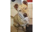 Adopt Sprinkle a Pit Bull Terrier