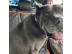 Adopt Stormy a Cane Corso