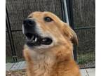 Adopt Butter Lower fee! Video!! a Carolina Dog, Shepherd